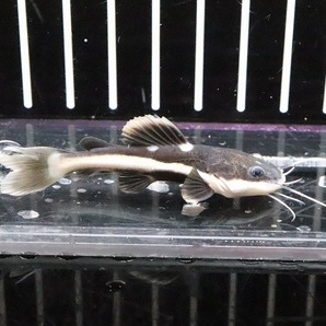 【淡水魚】レッドテールキャット【1匹 サンプル画像】(±4-5cm)(大型魚)の画像1