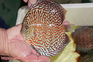 [ discus ][ mail order ]meiz red turquoise high foam [ individual sale ]15-16cm( organism )