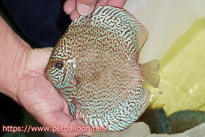 [ discus ][ mail order ] Royal red pearl Sakura high foam [ individual sale ]16-17cm( organism )