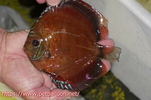 [ discus ][ mail order ]la-gopala KONI b Lad red F2 select individual [ individual sale ]15-16cm( organism )