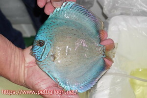 [ discus ][ mail order ]ja Ian to blue flora high foam (wa-m pattern )[ individual sale ]16-17cm( organism )