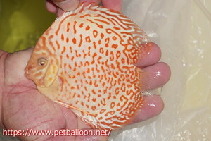 [ discus ][ mail order ]a ruby no ring Leopard [ individual sale ]12cm( organism )