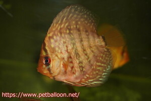 [ discus ] german red turquoise 1 pcs [ sample image ]5-6cm( organism )