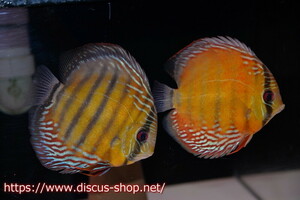 [ wild discus ][ mail order ]la- rubber rear pi comb - red [ individual pair sale ]15-16cm( organism )