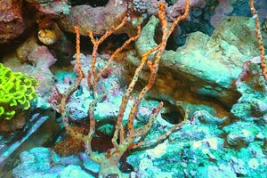 [ coral ] Caribbean yellow Golgo nia( individual sale )(±15cm)No.5( organism )