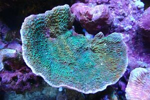 [ coral ] light common coral (Green)M size ( individual sale )(±12cm)No.7( organism )