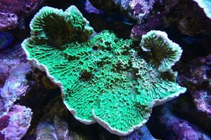 [ coral ] light common coral (Green)M size ( individual sale )(±13cm)No.9( organism )