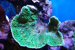 [ coral ] light common coral (Green)L size ( individual sale )(±15cm)No.13( organism )