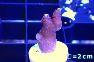 [ coral ]f rug eda common coral sp.(Red Polyp)( individual sale )No.2( organism )