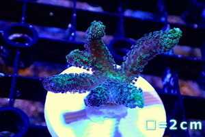 [ coral ]f rug ftotoge coral (Green Polyp)( individual sale )No.17( organism )