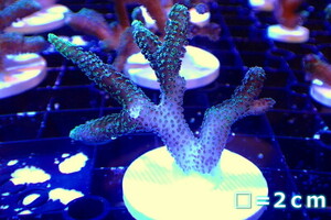 [ coral ]f rug ftotoge coral (Green Polyp)( individual sale )No.12( organism )