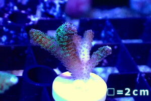 [ coral ]f rug ftotoge coral (Green Polyp)( individual sale )No.11( organism )