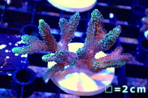 【サンゴ】フラグ フトトゲサンゴ（Green Polyp）（個体販売）No.18（生体）