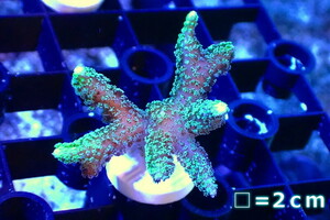 [ coral ]f rug ftotoge coral (Green Polyp)( individual sale )No.3( organism )