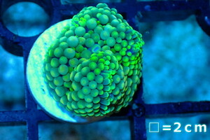 [ coral ] Caribbean Bubble disk (Special Green)( individual sale )No.4( organism )