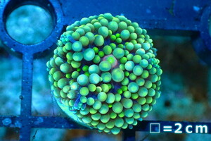 [ coral ] Caribbean Bubble disk (Special Green)( individual sale )No.7( organism )
