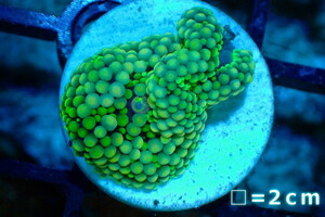 [ coral ] Caribbean Bubble disk (Special Green)( individual sale )No.13( organism )