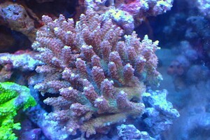 [ coral ]Wild green isisp.( beautiful color )( individual sale )(±14x14cm)No.7( organism )