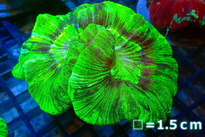 [ coral ] open b rain coral (Green)( individual sale )No.8( organism )