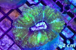 [ coral ]ko is Nagata coral (Green)( individual sale )No.4( organism )