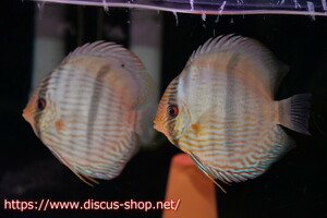 [ wild discus ][ mail order ]ya moon da blue moon brilliant [ individual pair sale ]16cm( organism )