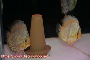 [ wild discus ][ mail order ]ya moon da blue moon brilliant [ individual pair sale ]16cm( organism )