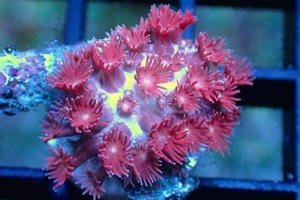 [ coral ]f rug is length coral (Special Color)( individual sale )No.11( organism )