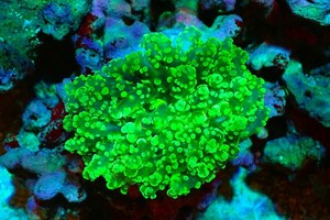 [ coral ] bleed ho n manifold coral ( metallic green )( individual sale )(±10cm)No.2( organism )