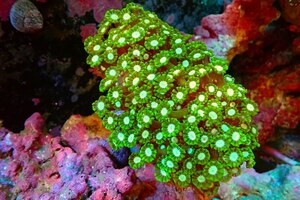 [ coral ]edaawa coral ( metallic green )( individual sale )(±13cm)No.2( organism )