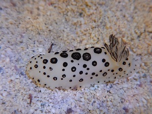 【海水魚・ウミウシ】ポルカドットスラッグ　(ウミウシ）(1匹)±3-6cm(サンプル画像）（生体）