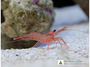 【海水魚】厄介なカーリーを食べてくれます♪ペパーミントシュリンプ（3匹）(サンプル画像）（生体）