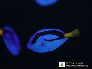 【海水魚】ナンヨウハギ (Sサイズ）(1匹)±3-4cm(サンプル画像）（生体）