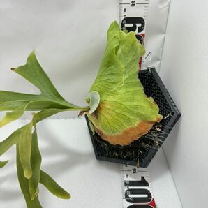 ビカクシダ コロナリウム P.Coronarium コウモリラン 観葉植物 板付の画像6