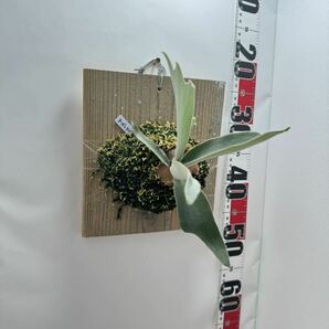 P.Veitchii Auburn river ベイチーアーバンリバー ビカクシダ 観葉植物 の画像3