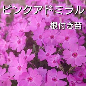 【ネコポス】芝桜 ピンクアドミラル根付き苗１０本