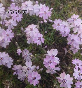 【ネコポス】芝桜 ババリア根付き苗１０本
