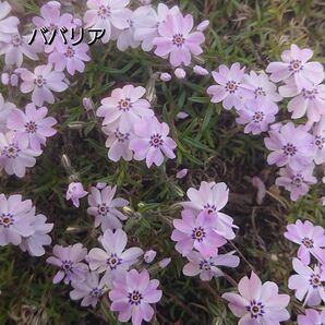 【ネコポス】芝桜 ババリア６cmポット苗