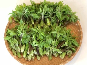 ☆即決!!☆山菜の女王☆こしあぶら☆大量１キログラム！☆信州産♪☆コシアブラ☆