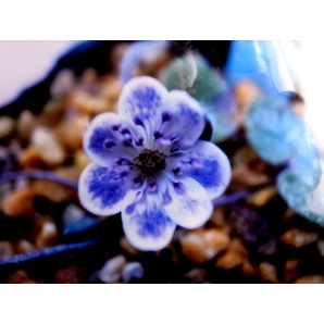 雪割草   １５   スダレ × 凪の海混合種子の画像1