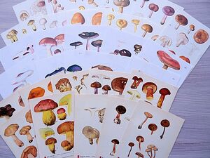 * Czech s donkey Kia / France / old mushrooms .30 pieces set /1960-80 period * mushrooms illustrated reference book page / Vintage / paper mono / handmade materials *