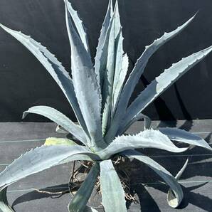 Agave americana sp アガベ アメリカーナ 特大株 美株 3の画像7