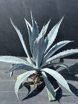 Agave americana sp アガベ　アメリカーナ　特大株　美株　3_画像2