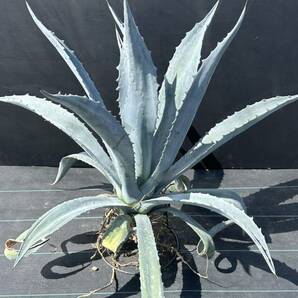 Agave americana sp アガベ アメリカーナ 特大株 美株 3の画像5