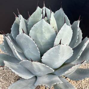 Agave parryi アガベ パリー 吉祥天 極美株 大株の画像7