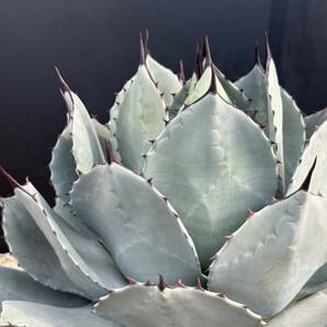 Agave parryi アガベ パリー 吉祥天 極美株 大株の画像8