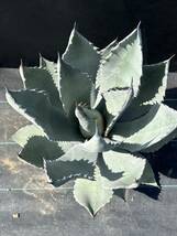 Agave temacapulinensis アガベ テマカプリネンシ　美株　大株_画像4