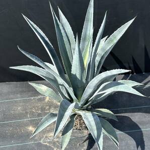 Agave americana v. oaxacensis アガベ アメリカーナ オアハカエンシス 美株 特大株の画像2