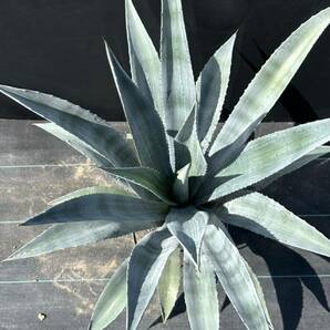 Agave americana v. oaxacensis アガベ アメリカーナ オアハカエンシス 美株 特大株の画像7