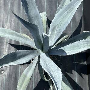 Agave americana sp アガベ アメリカーナ 特大株 美株 1の画像3