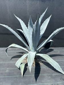 Agave americana sp アガベ　アメリカーナ　特大株　美株　2